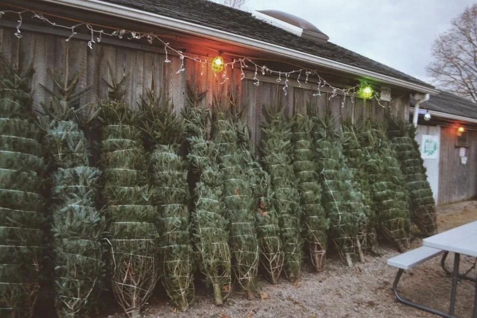 Christmas Tree Shop Branford, CT