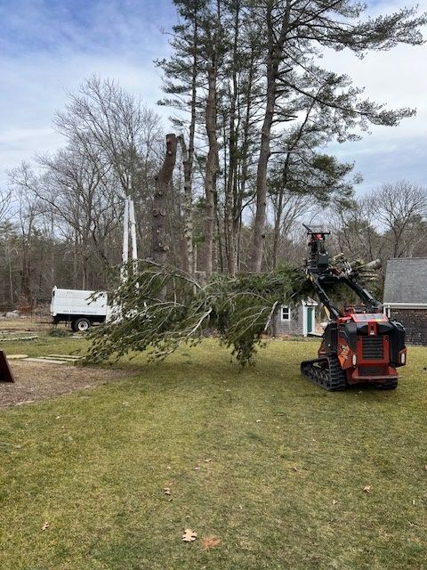 Gallery Mike Mike S Tree Service