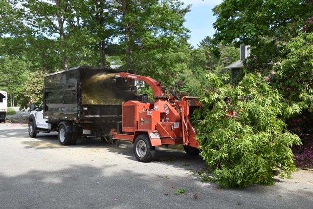 Gallery Mike Mike S Tree Service