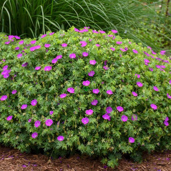 Button Geranium Perennial Sales | Laurie, MO
