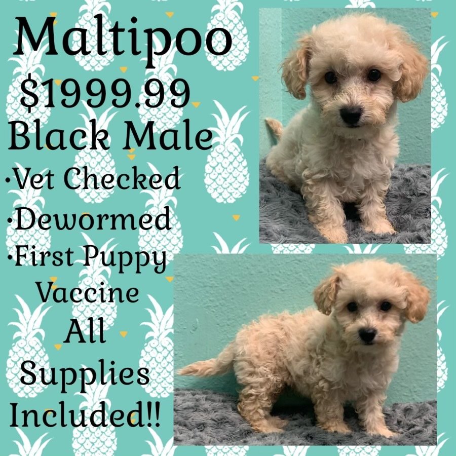 Partners Pet Center Pet Store Round Rock, TX