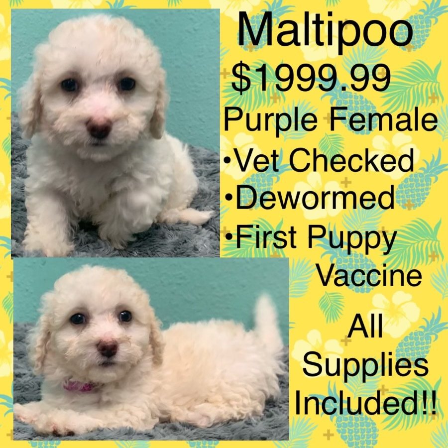 Partners Pet Center Pet Store Round Rock, TX