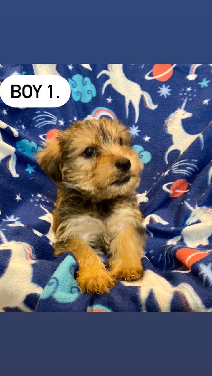 Partners Pet Center Pet Store Puppies For Sale Round Rock, TX