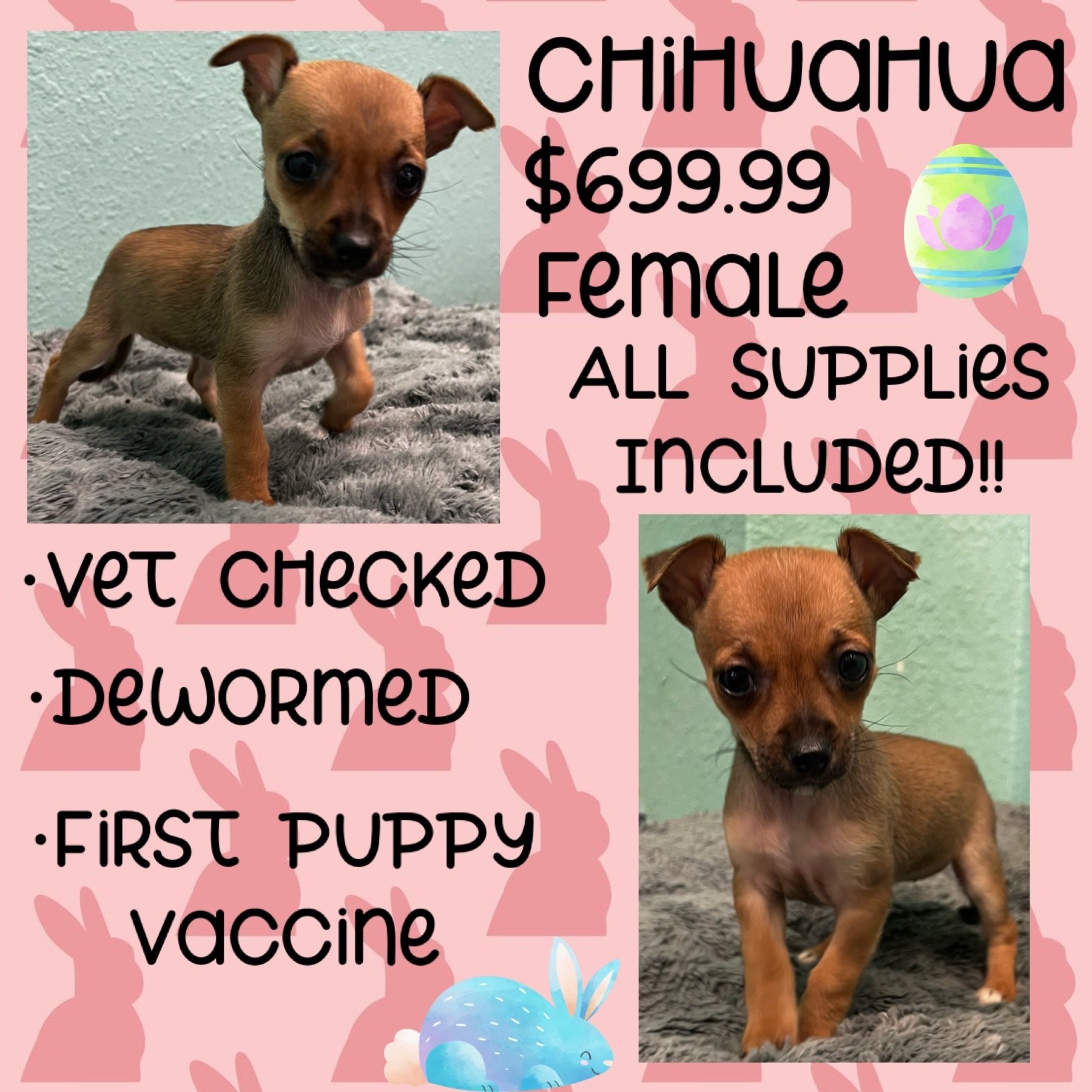 Partners Pet Center Pet Store Puppies For Sale Round Rock, TX