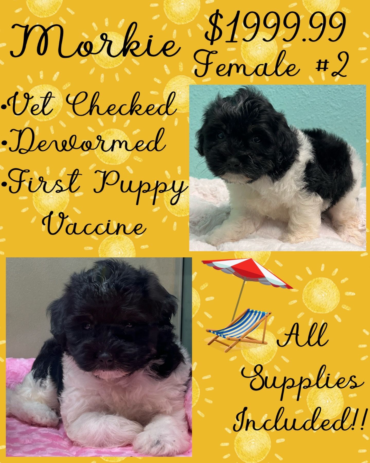 Partners Pet Center Pet Store Puppies For Sale Round Rock, TX