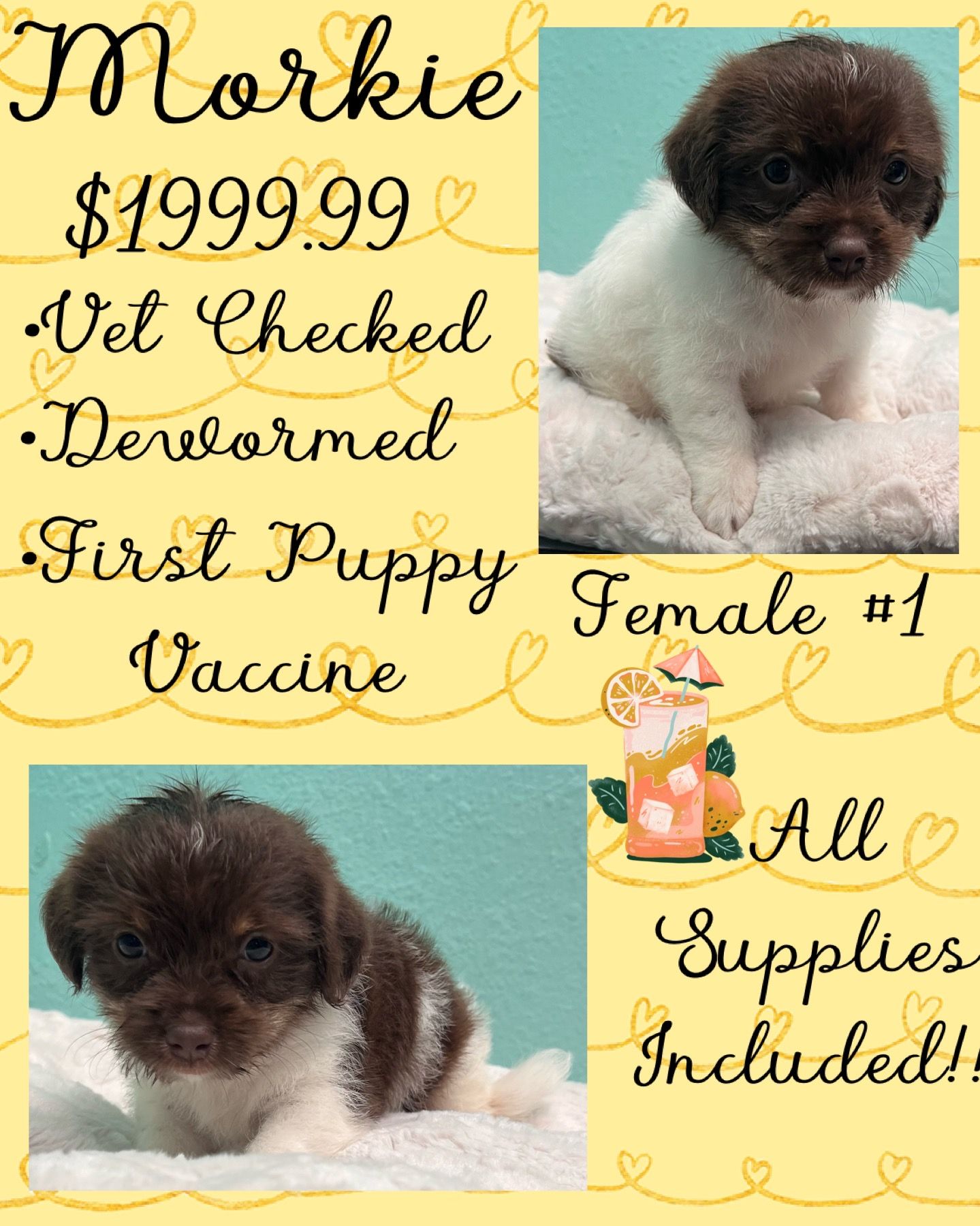 Partners Pet Center Pet Store Puppies For Sale Round Rock, TX