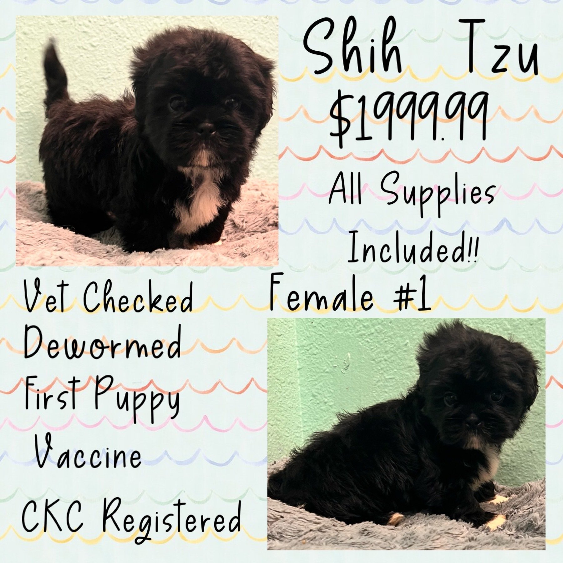 Partners Pet Center Pet Store Puppies For Sale Round Rock, TX