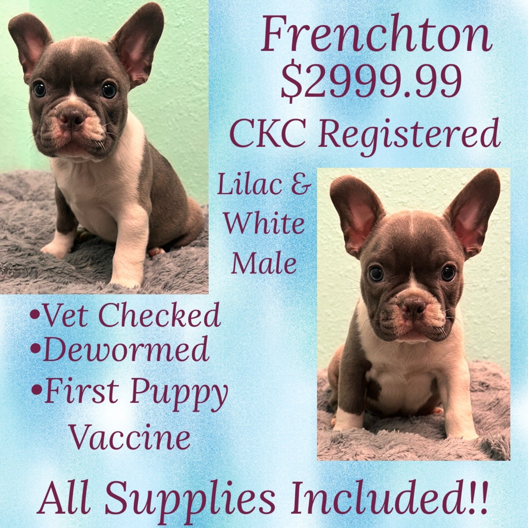 Partners Pet Center Pet Store Puppies For Sale Round Rock, TX