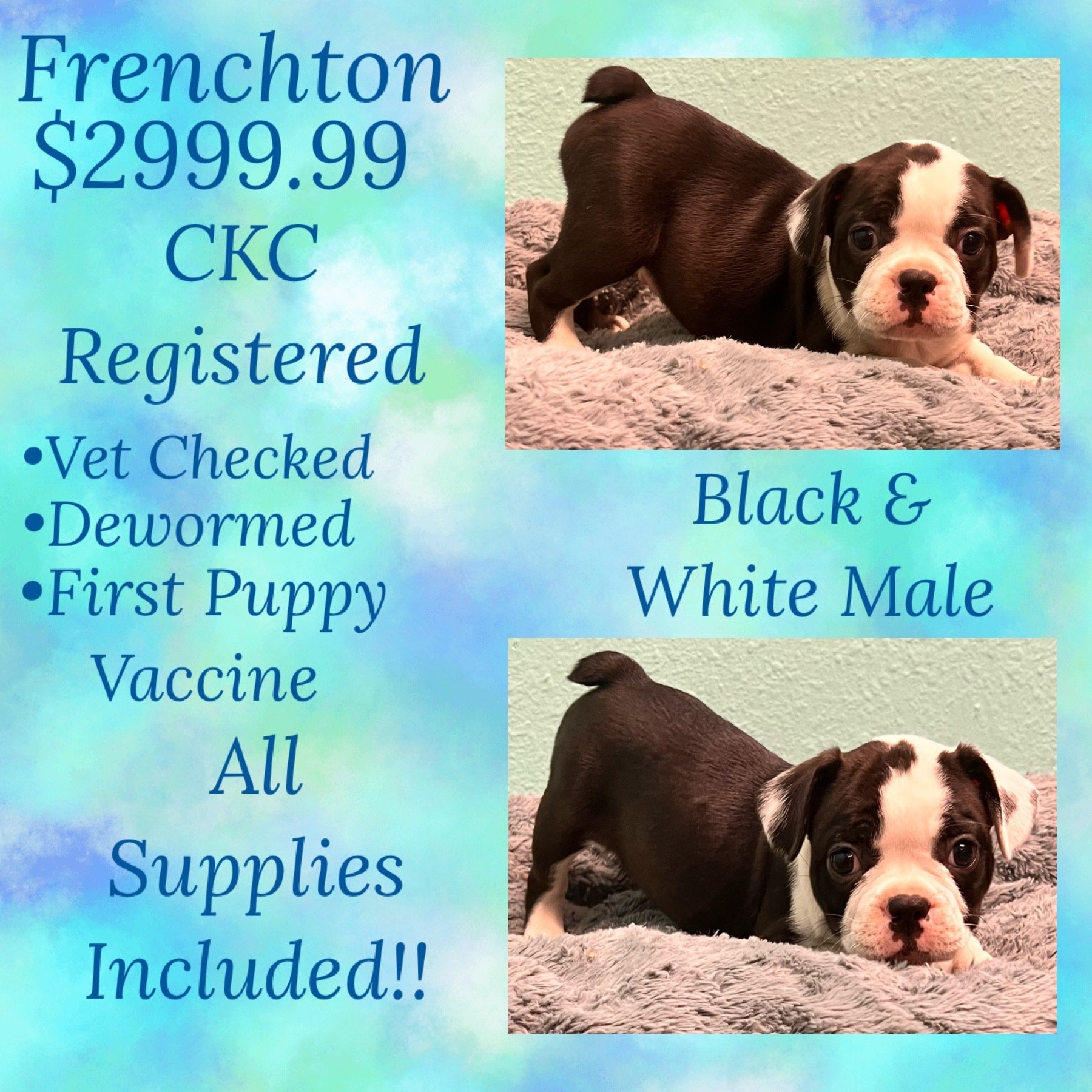 Partners Pet Center Pet Store Puppies For Sale Round Rock, TX