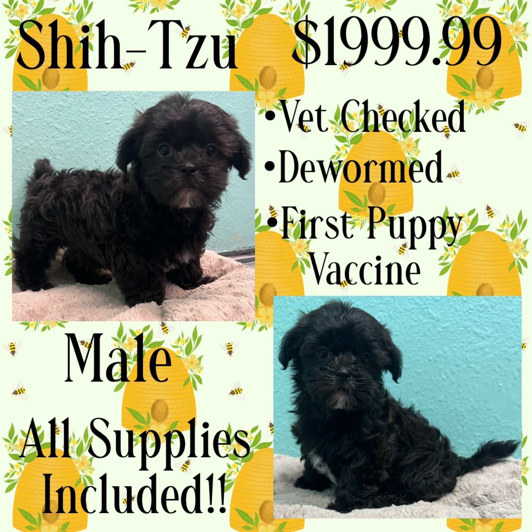 Partners Pet Center Pet Store Puppies For Sale Round Rock, TX