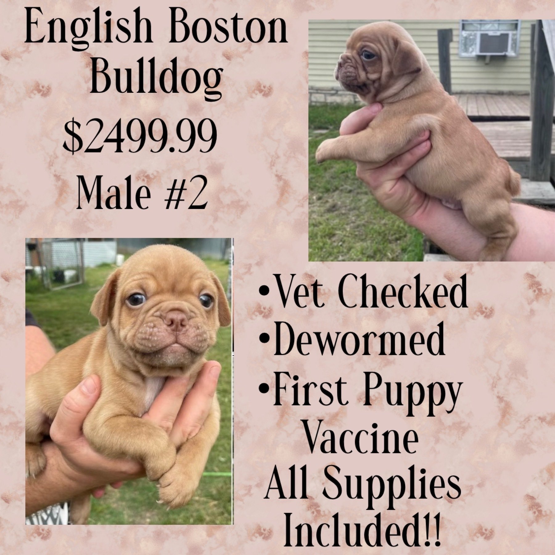 Partners Pet Center Pet Store Puppies For Sale Round Rock, TX