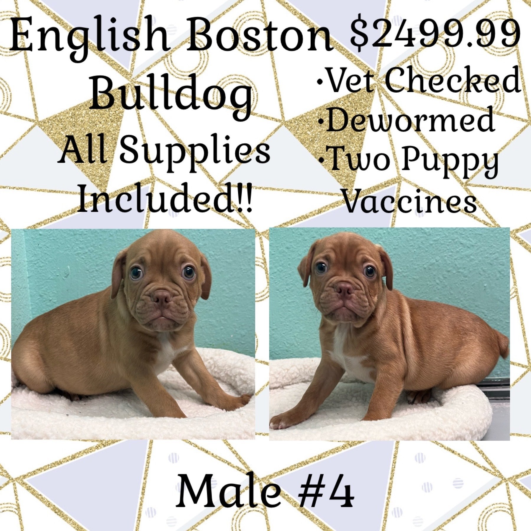 Partners Pet Center Pet Store Puppies For Sale Round Rock, TX