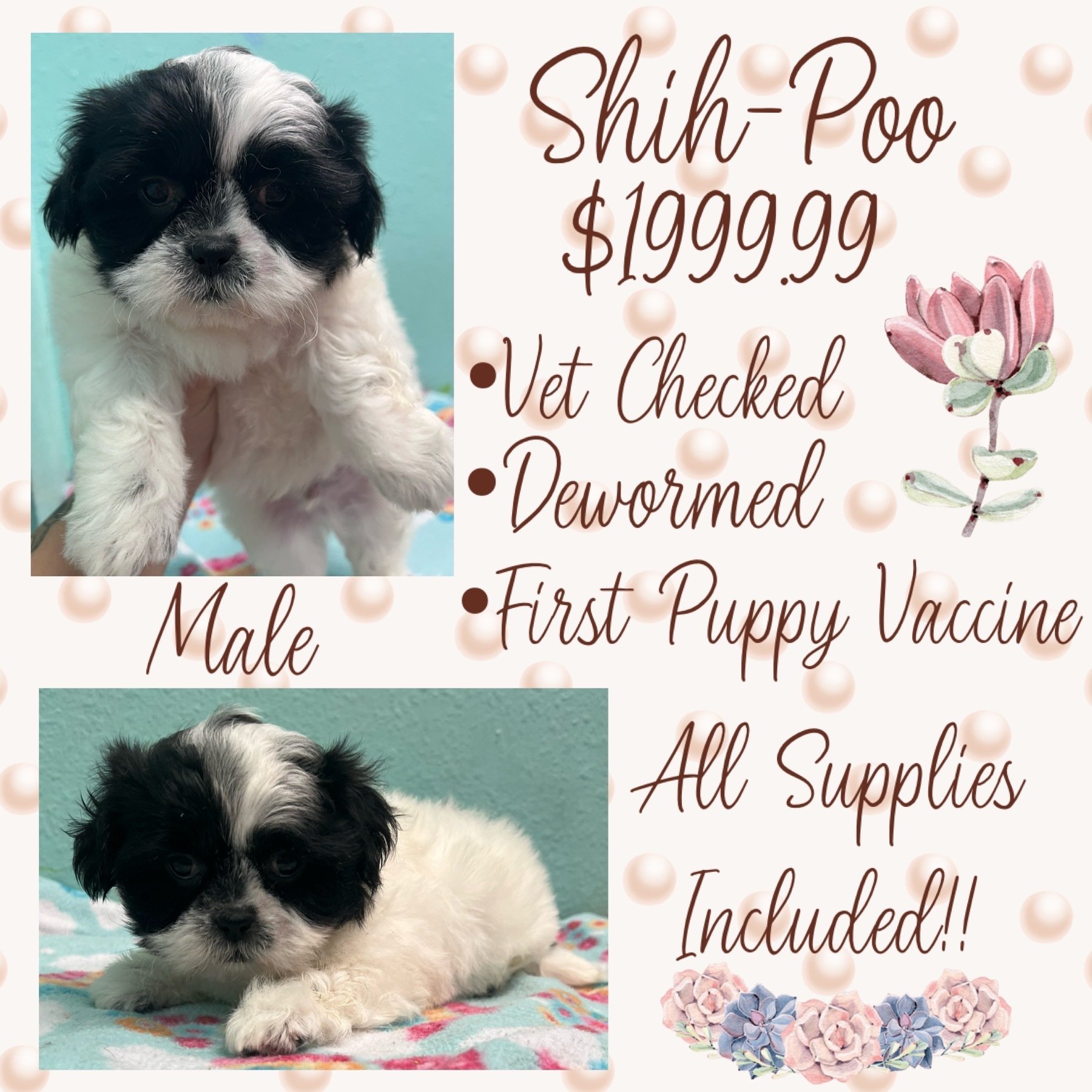 Partners Pet Center Pet Store Puppies For Sale Round Rock, TX