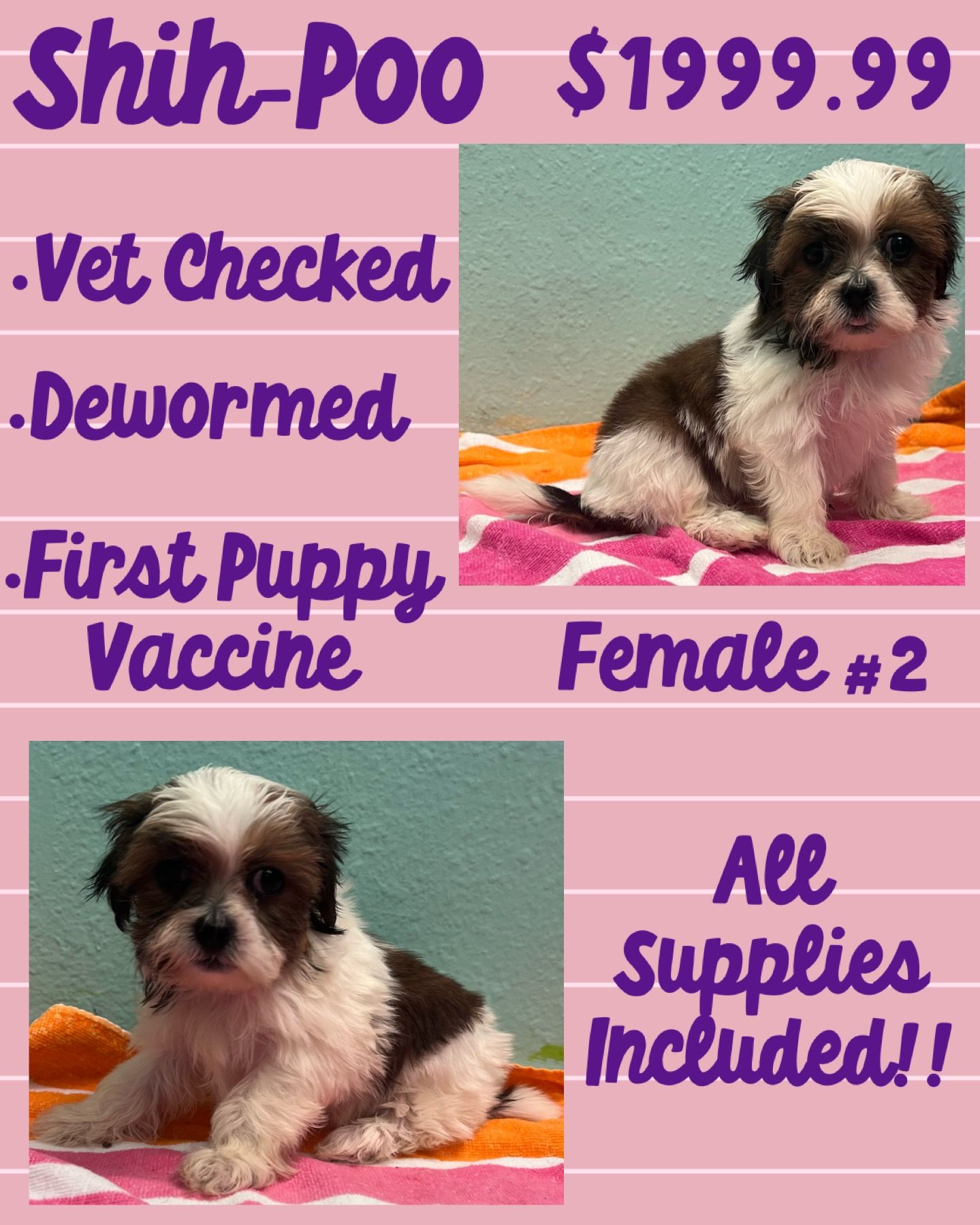 Partners Pet Center Pet Store Puppies For Sale Round Rock, TX