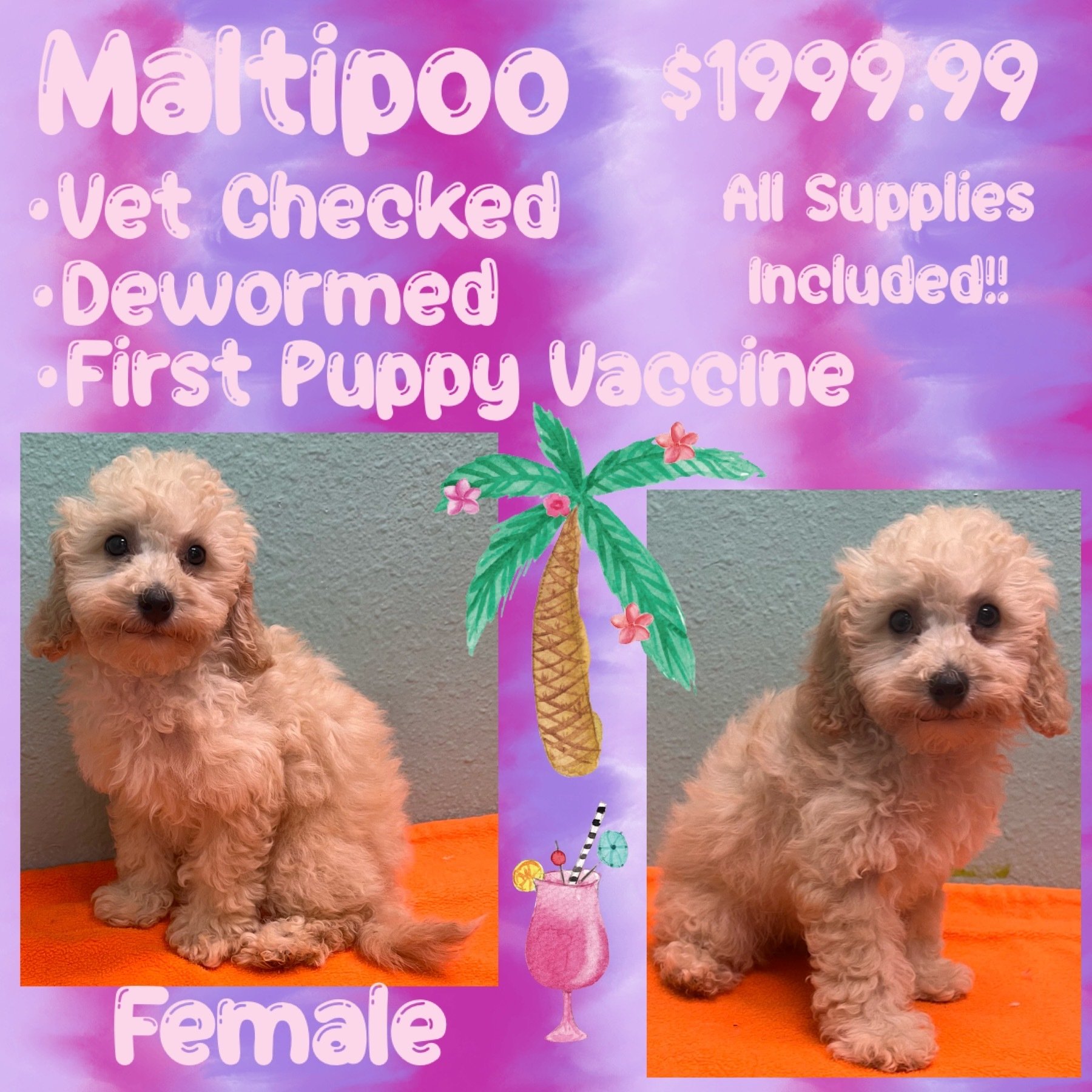 Partners Pet Center Pet Store Puppies For Sale Round Rock, TX