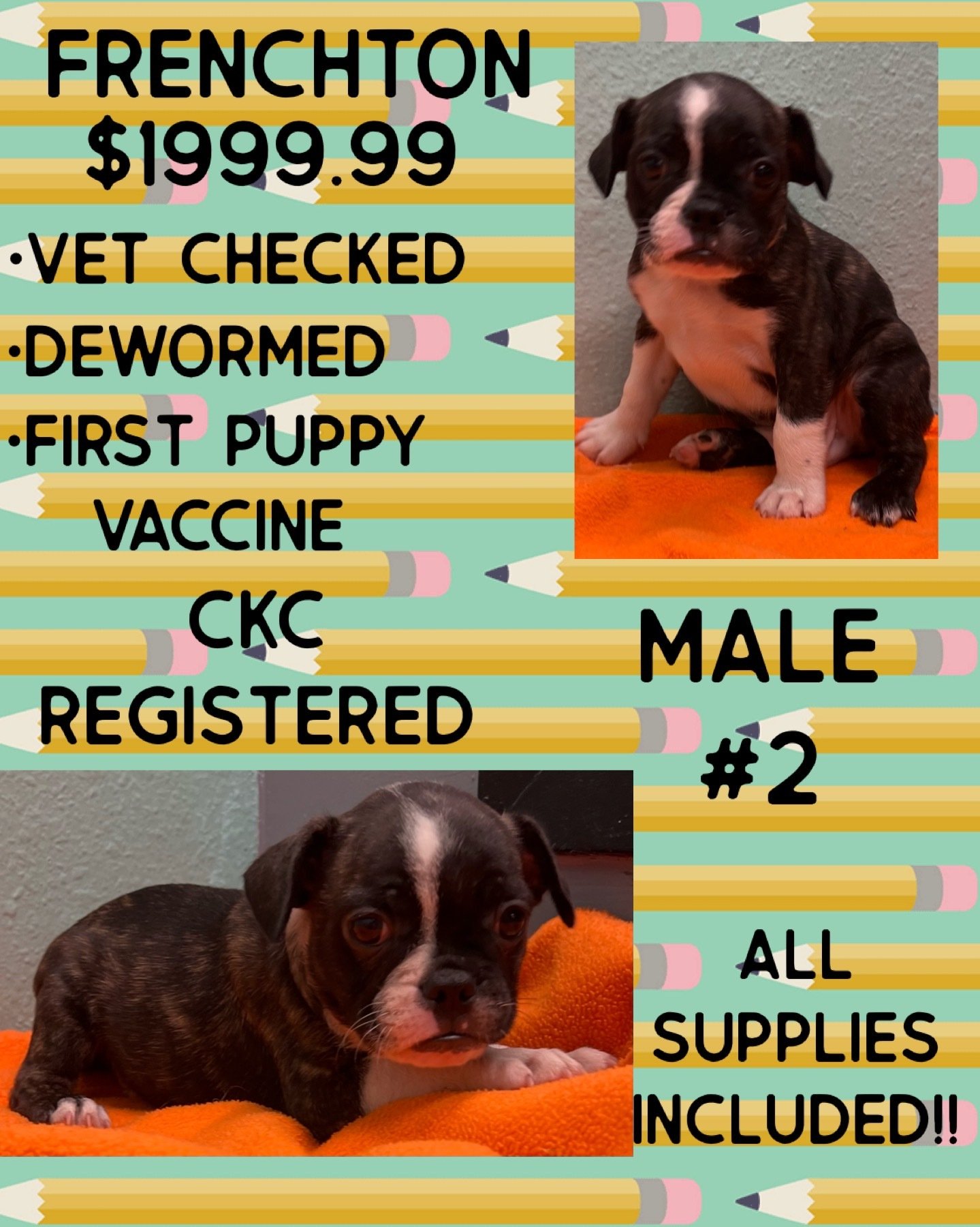 Partners Pet Center Pet Store Puppies For Sale Round Rock, TX