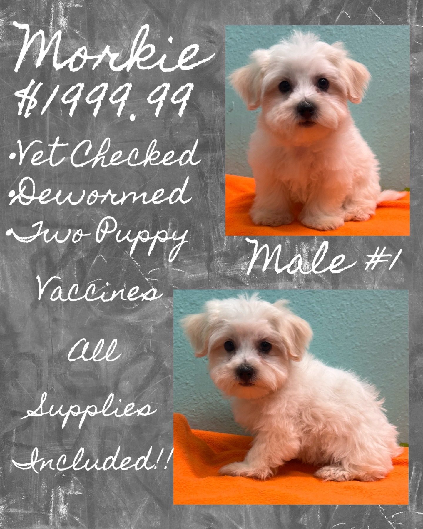 Partners Pet Center Pet Store Puppies For Sale Round Rock, TX