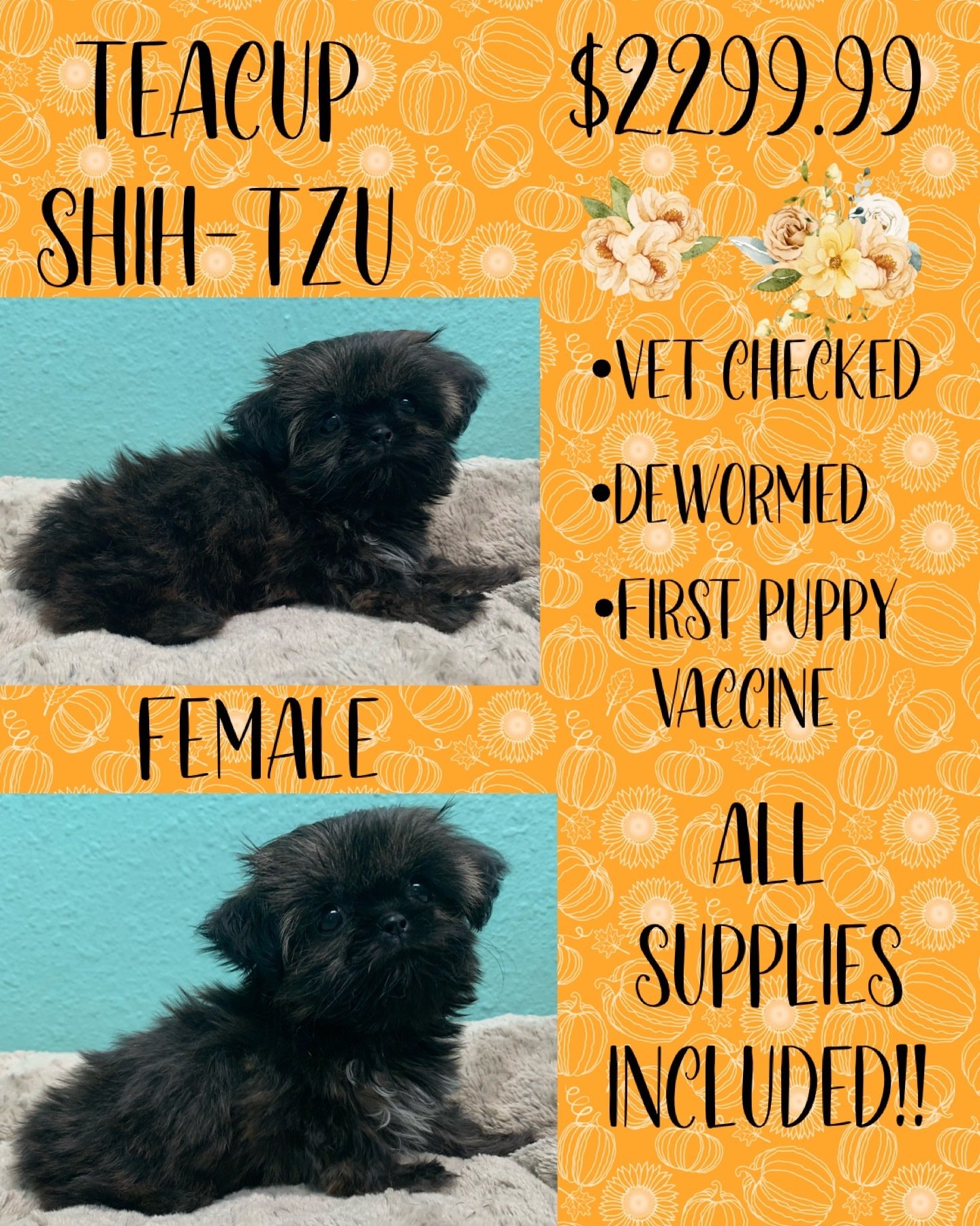 Partners Pet Center Pet Store Puppies For Sale Round Rock, TX