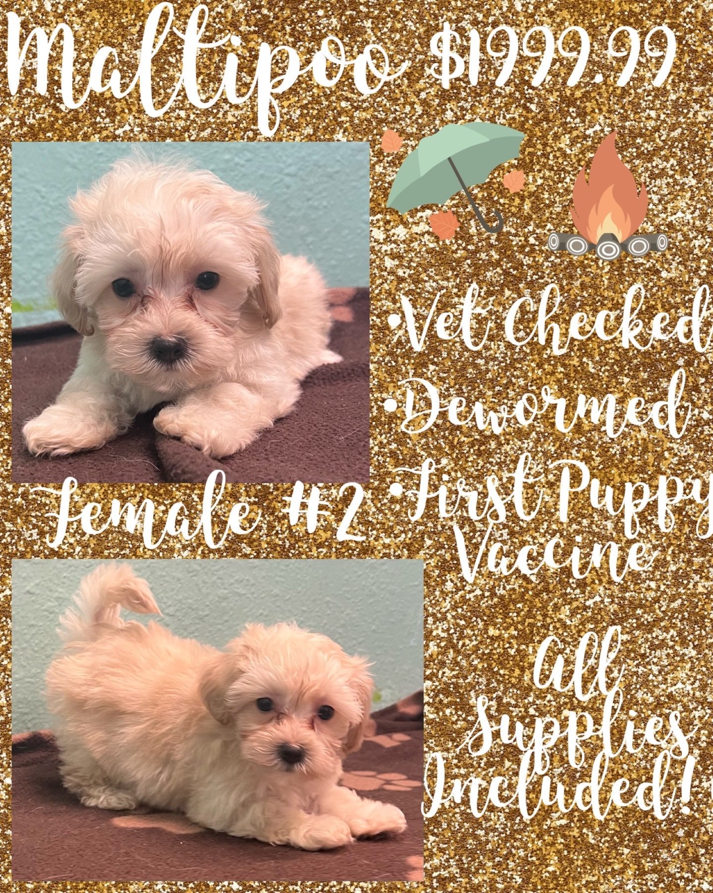 Partners Pet Center Pet Store Puppies For Sale Round Rock, TX