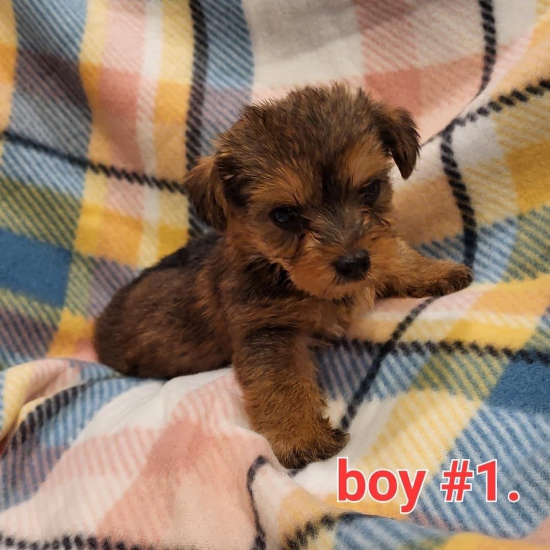 Partners Pet Center Pet Store Puppies For Sale Round Rock, TX