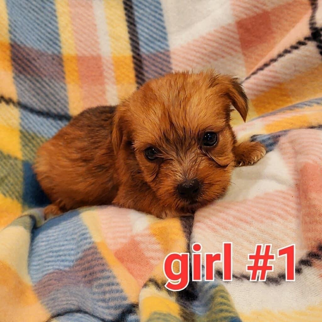 Partners Pet Center Pet Store Puppies For Sale Round Rock, TX