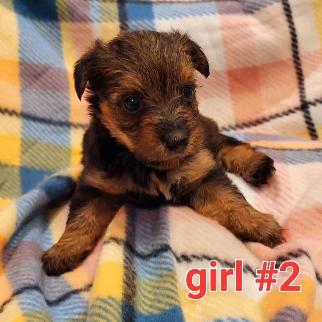 Partners Pet Center Pet Store Puppies For Sale Round Rock, TX