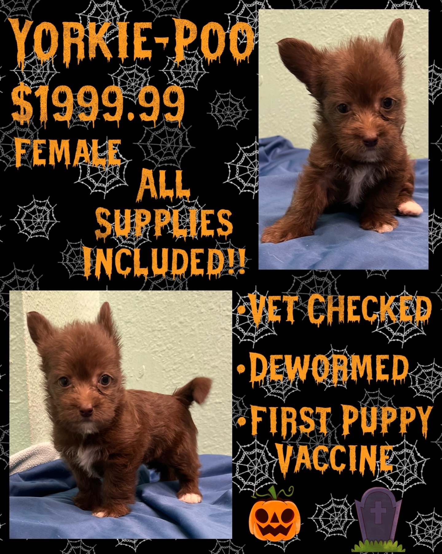 Partners Pet Center Pet Store Puppies For Sale Round Rock, TX