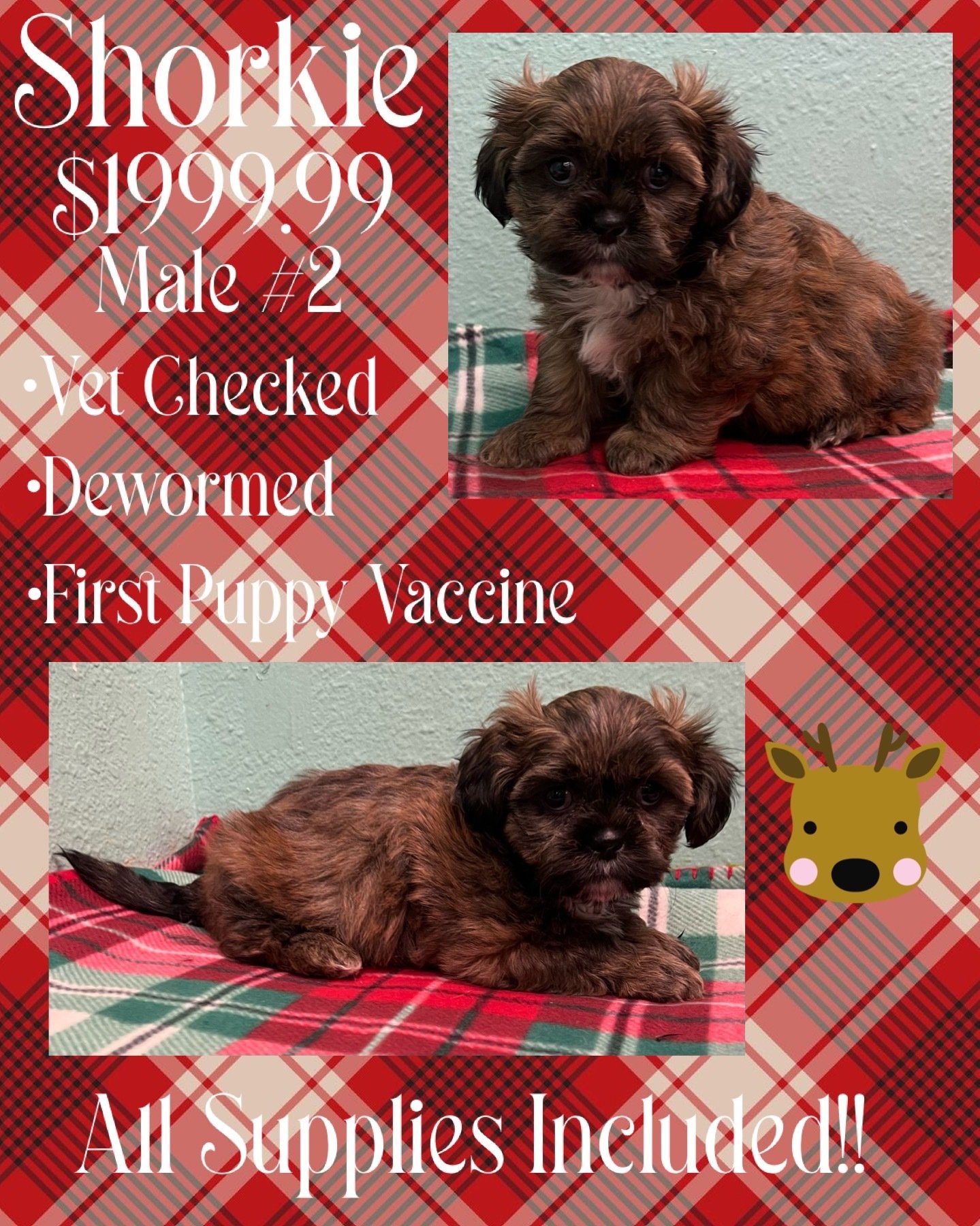 Partners Pet Center Pet Store Puppies For Sale Round Rock, TX