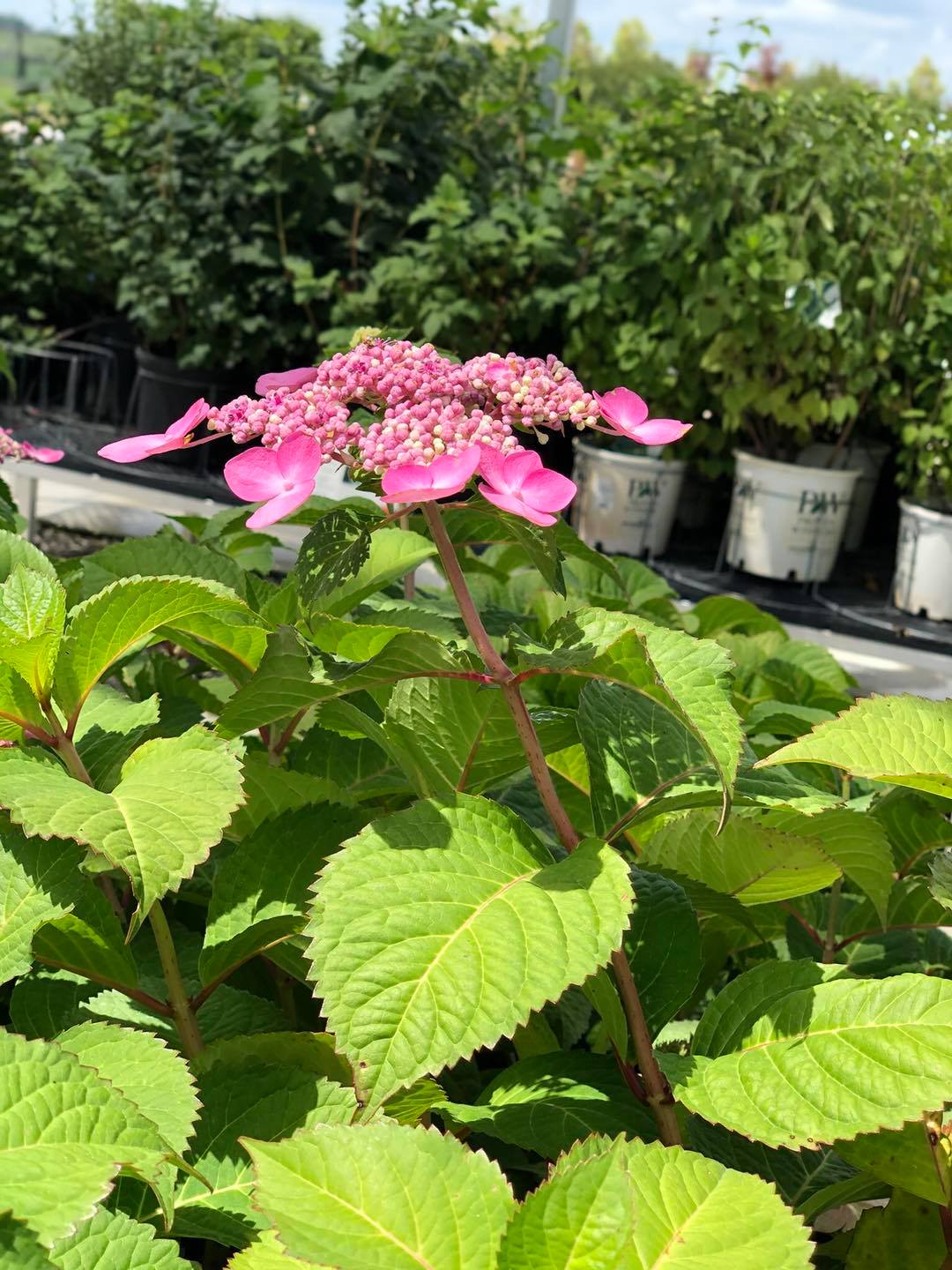 Bentley Ridge Tree Farm & Nursery Photo Gallery