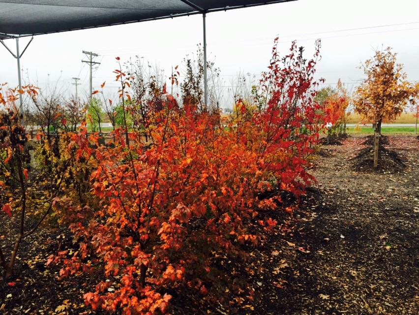 Bentley Ridge Tree Farm & Nursery Photo Gallery