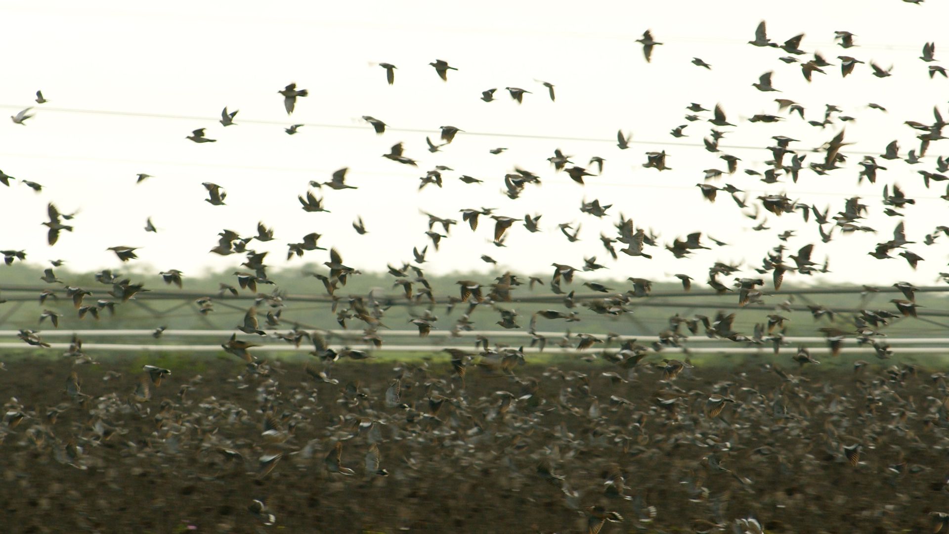 Dove Hunting Excursions Pearsall, TX