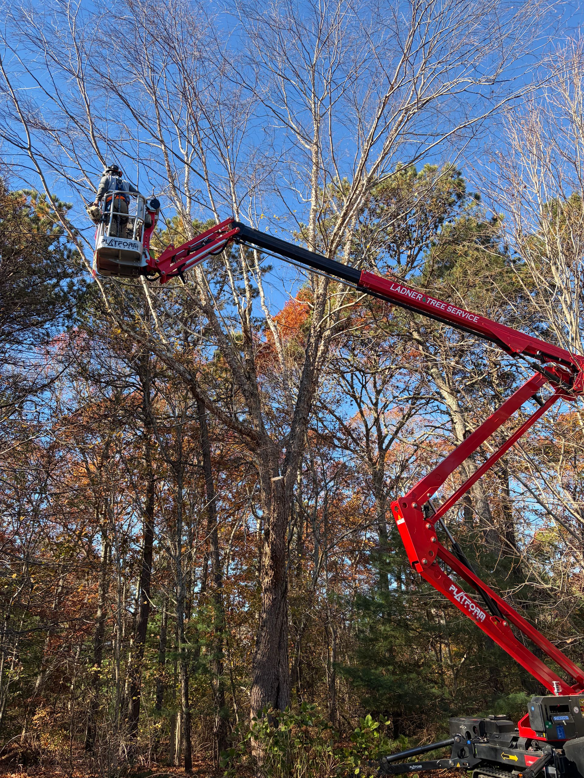 Tree Care | Ladner Tree Service | Cape Cod and Plymouth, MA