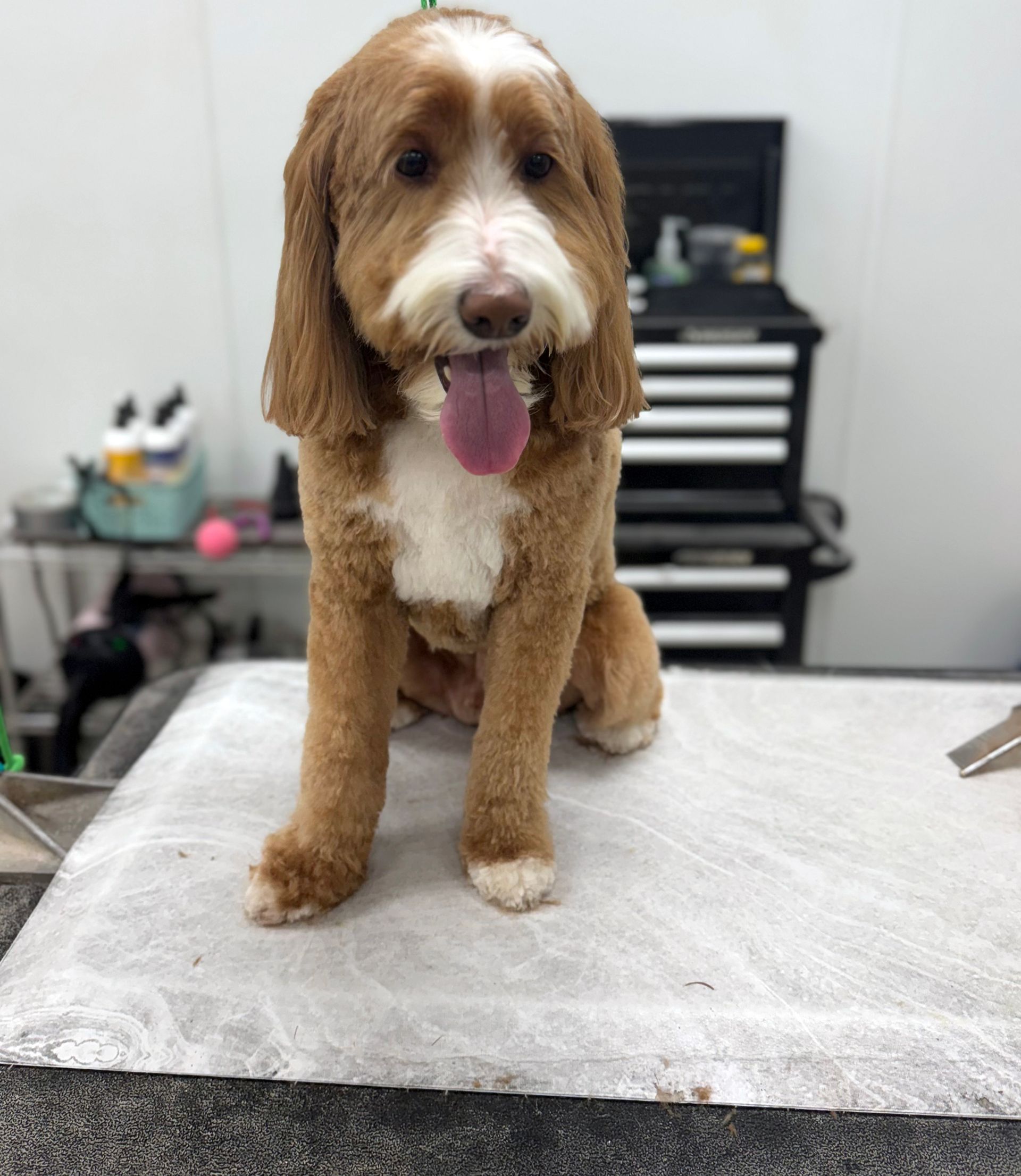 Ashley'S Country Pup Dog Grooming: Pamper Your Pet