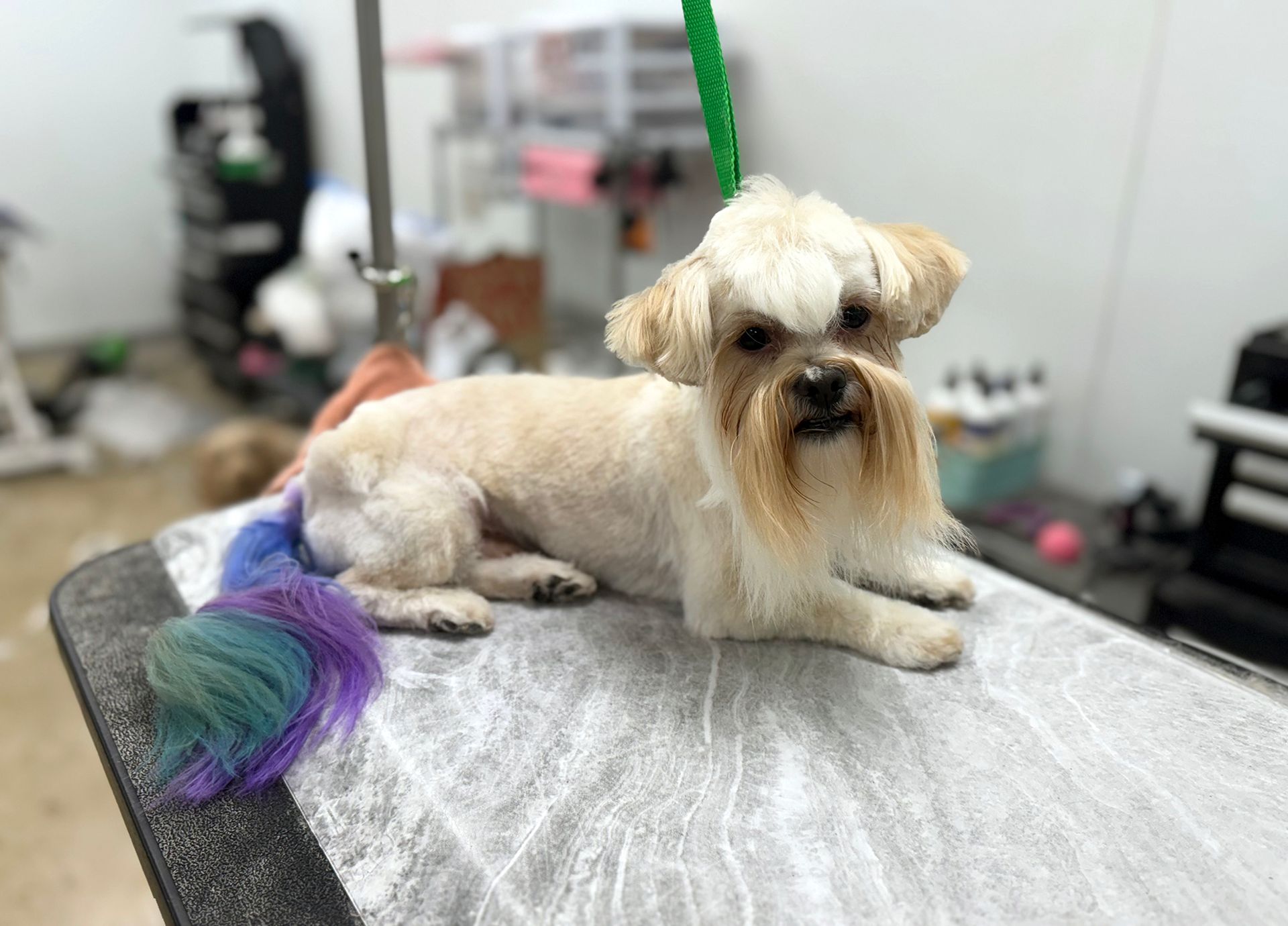 Ashley'S Country Pup Dog Grooming: Pamper Your Pet