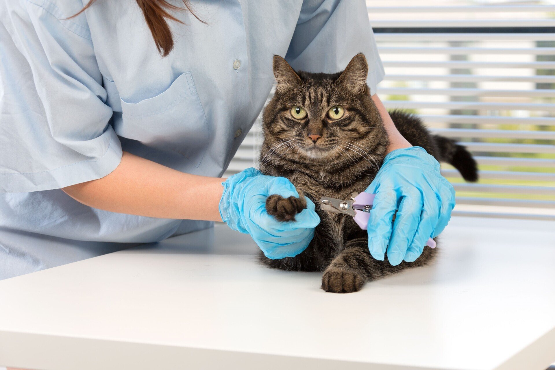 Avalon Pet Salon Pet Grooming Grand Rapids, MI