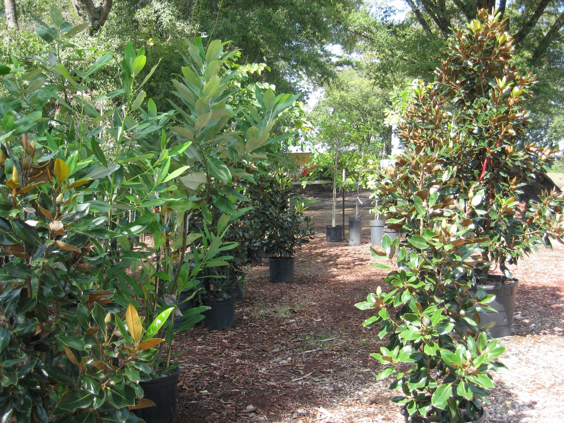 Landscape Needs Yard Maintenance Oxford, MS