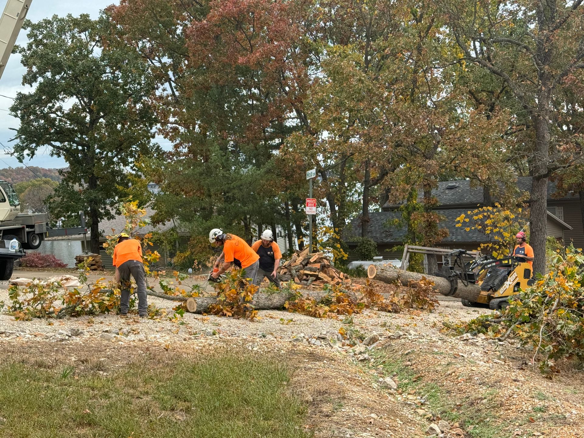 Tree Service Forclit Gallery | Colt Tree Service