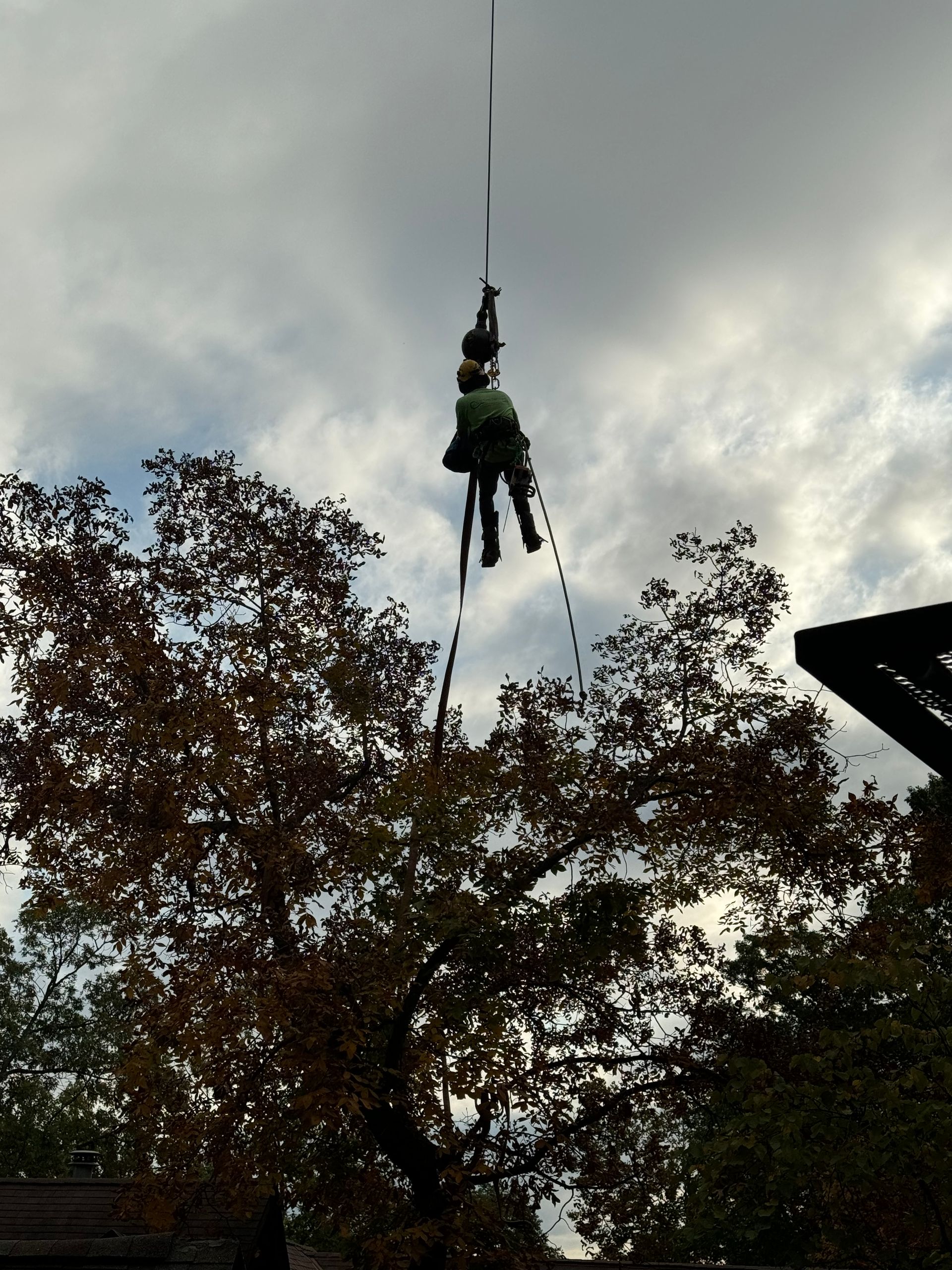 Gallery | Colt Tree Service