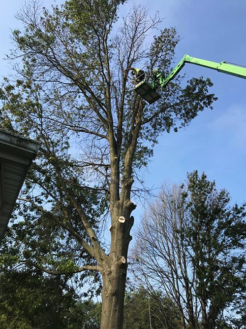 Southern End Tree Service | Tree Service | Lancaster | West Chester PA