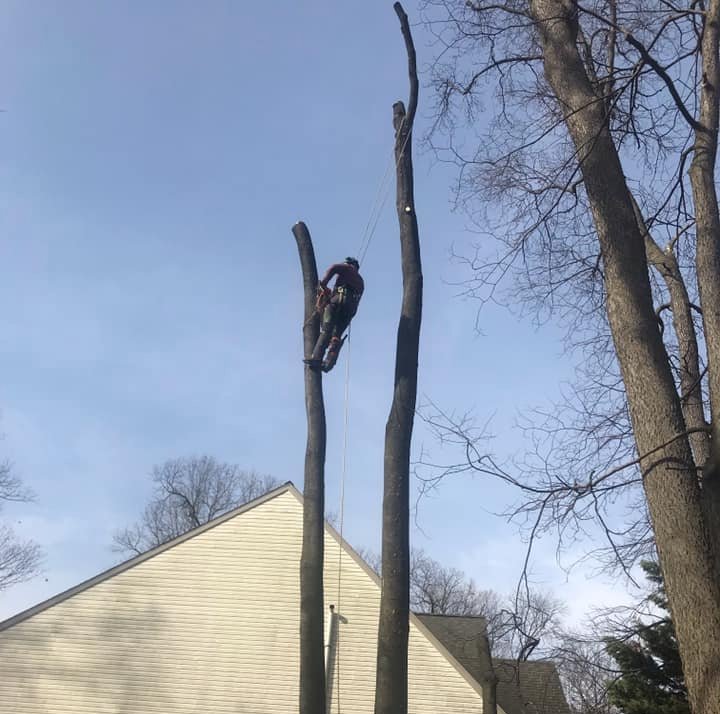 Southern End Tree Service | Tree Service | Lancaster | West Chester PA