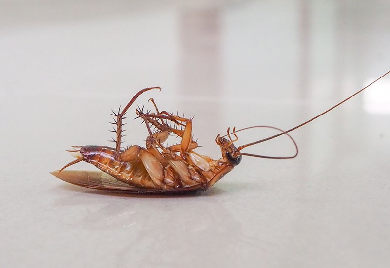 Best Pest Control Pest Treatment Newton, KS