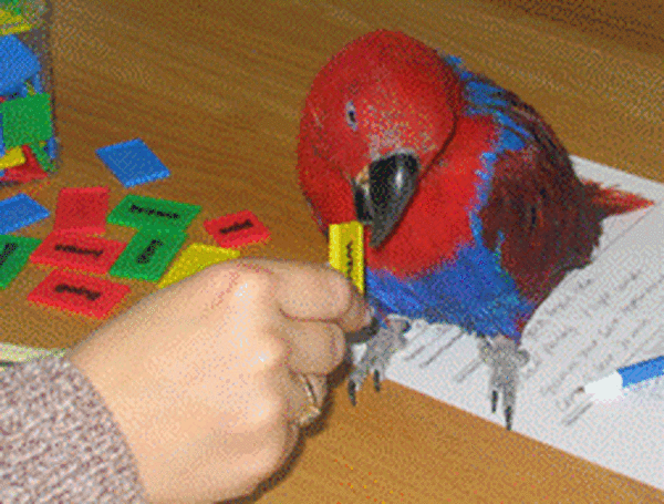 solely-solomon-aviaries-gallery-087