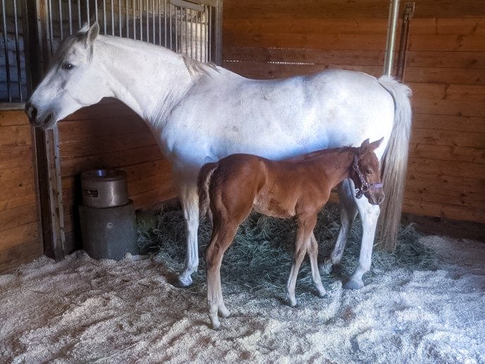 High Horse Stables Photo Gallery | Manhattan, KS