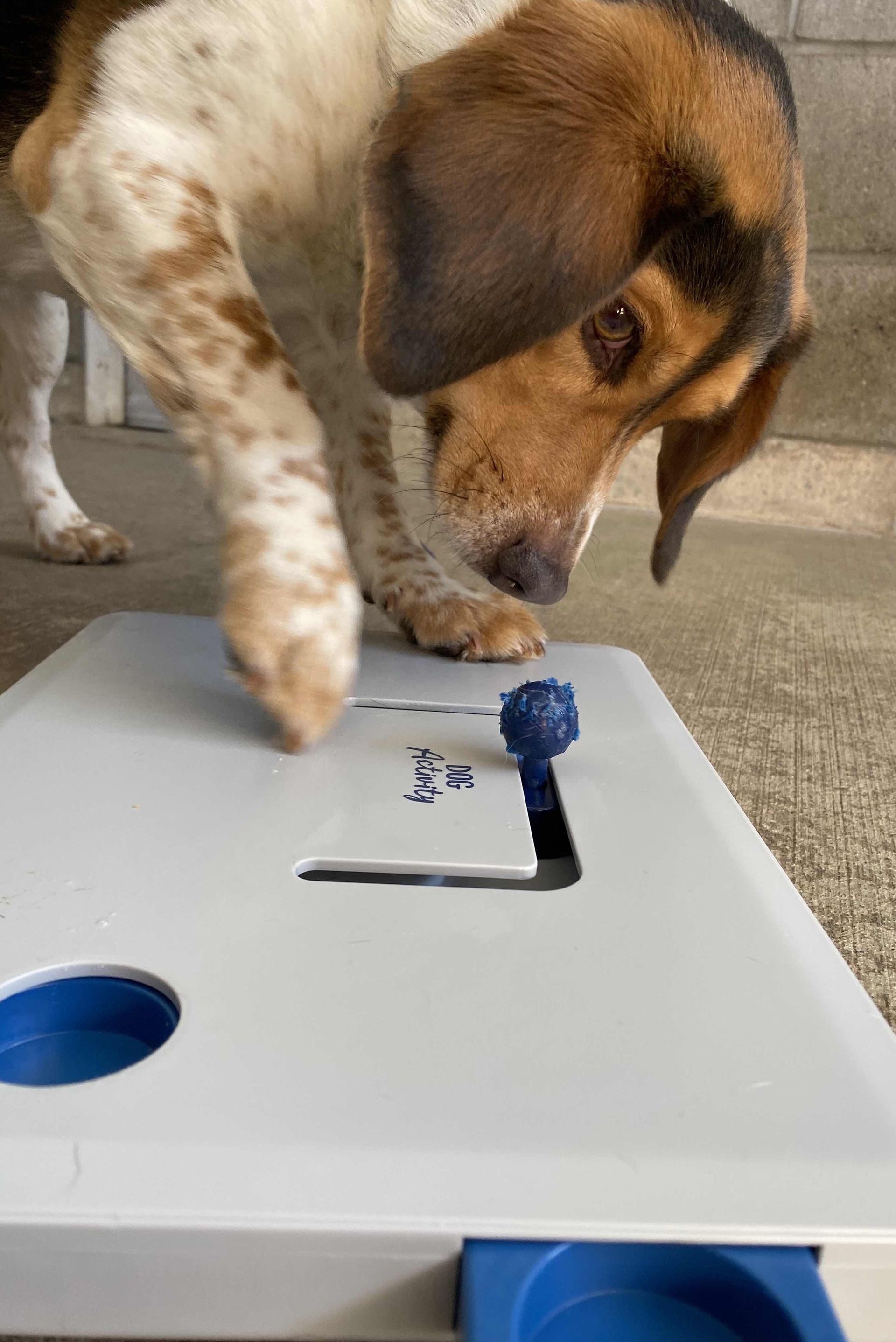 Country Road Kennels Photo Gallery Saginaw, MI