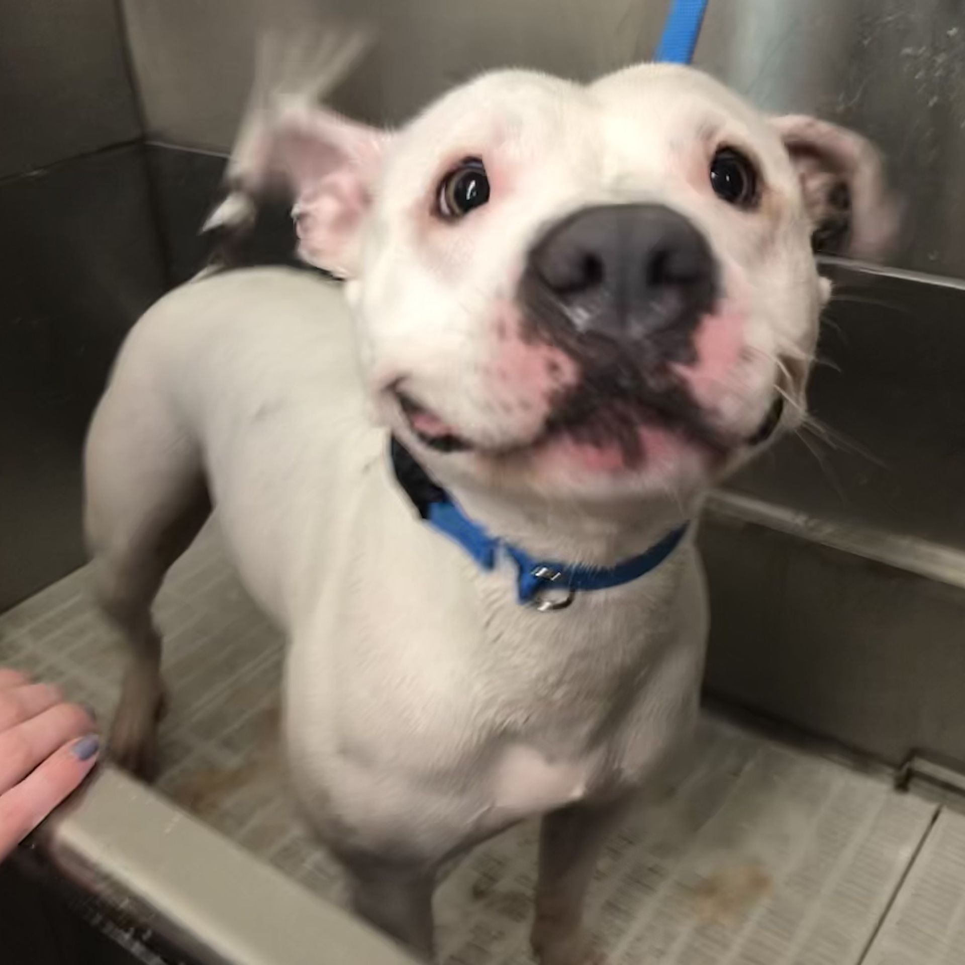 Country Road Kennels Photo Gallery Saginaw, MI