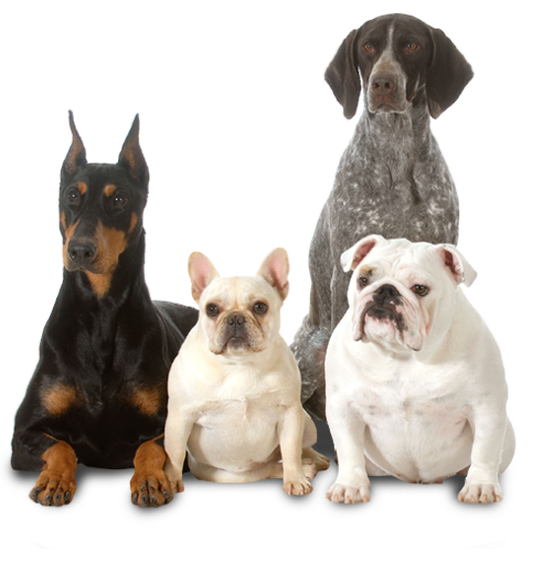 Northshore Animal Hospital, Inc. Pet Care Houston TX