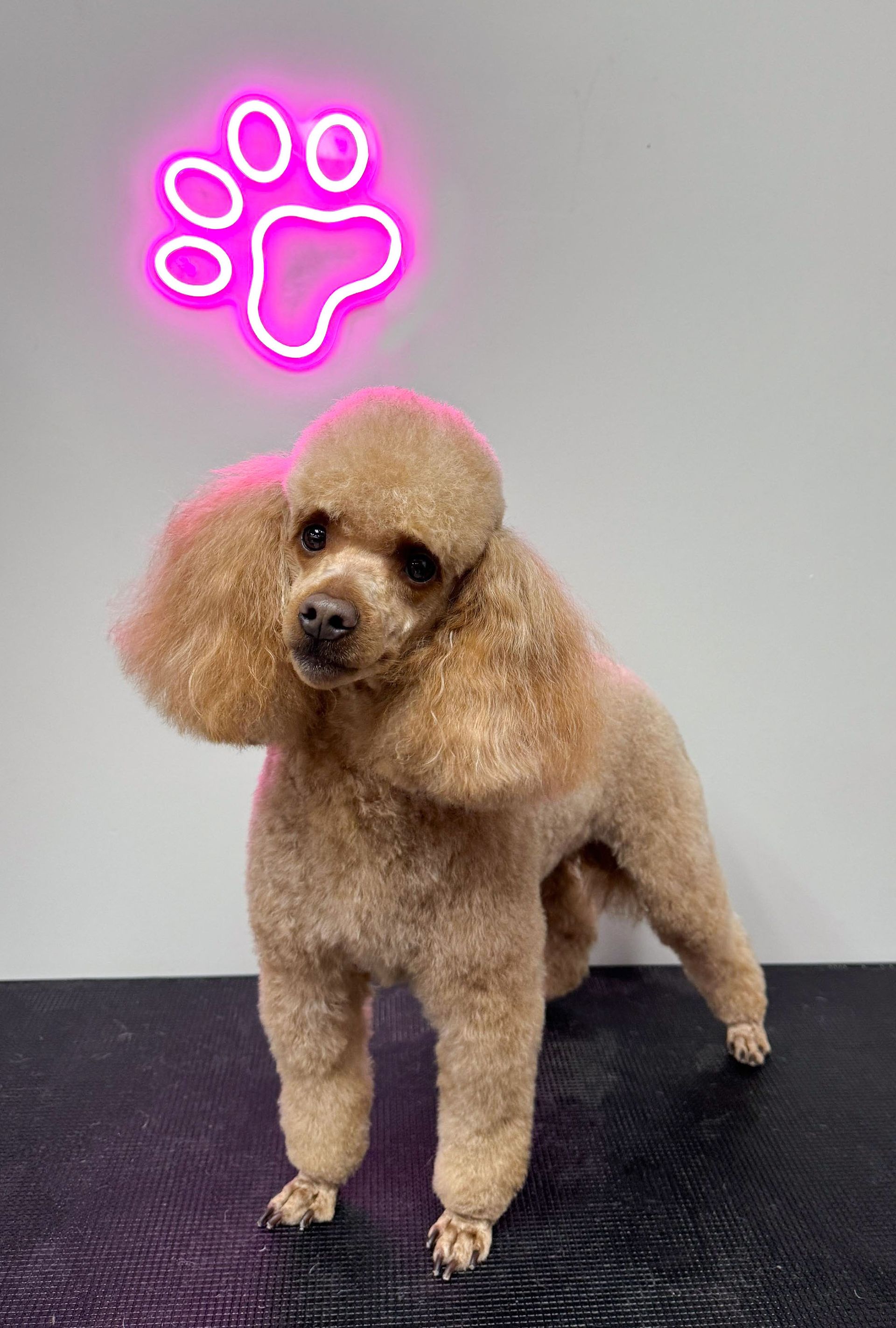 Pet Groomer Mutz & Kutz Grooming TX