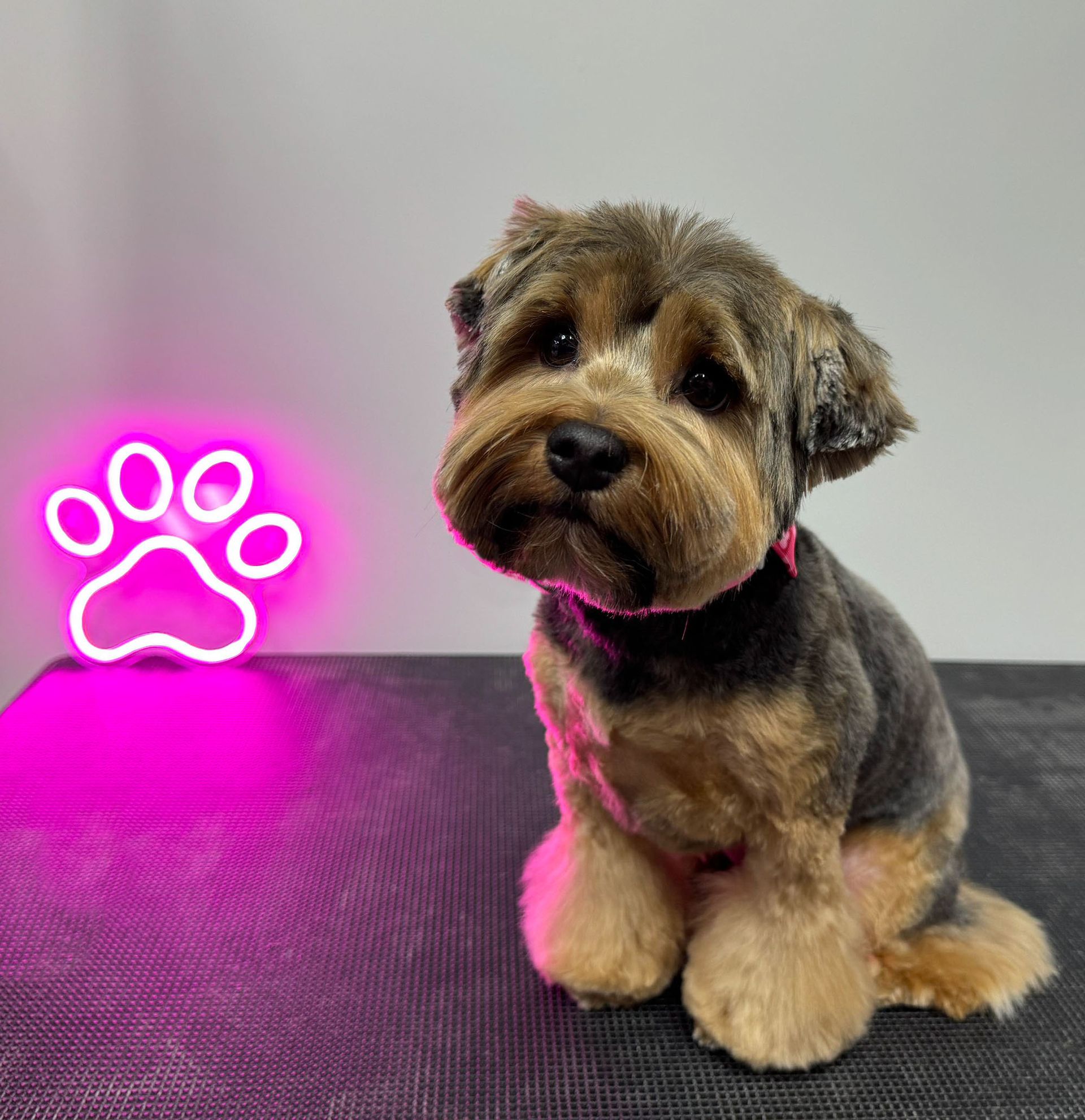 Pet Groomer Mutz & Kutz Grooming TX