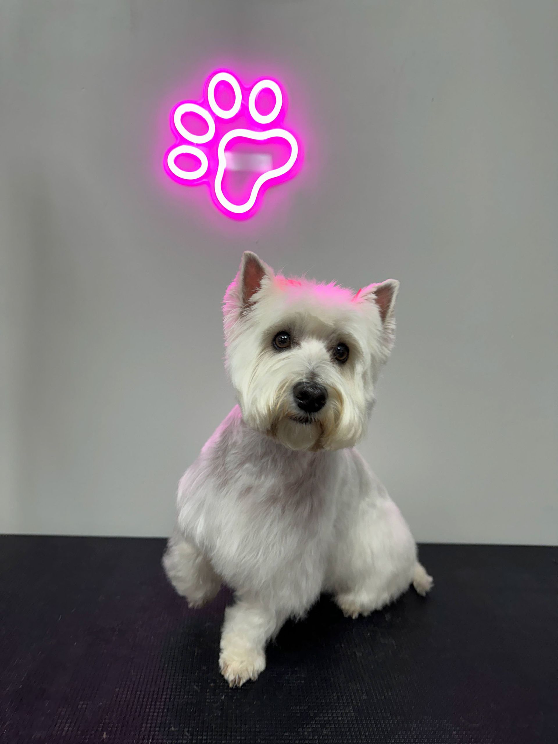 Pet Groomer Mutz & Kutz Grooming TX