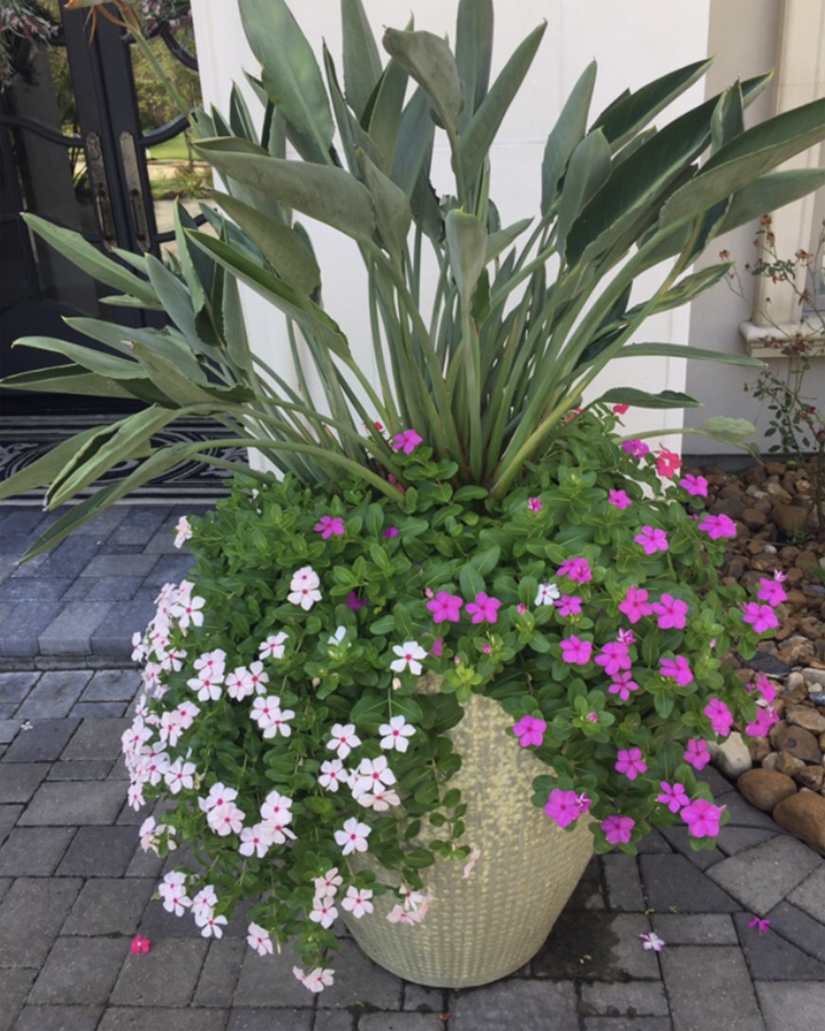 Large planter with a bird of paradise plant, surrounded by pink and white flowers.